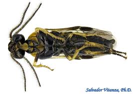 Attēlu rezultāti vaicājumam “Argidae”