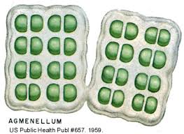 Attēlu rezultāti vaicājumam “Cyanophyta”