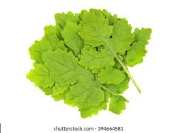 Attēlu rezultāti vaicājumam “Sinapis alba leaf”