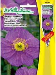 Image result for Scheinmohn