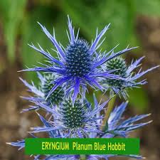 Attēlu rezultāti vaicājumam “Eryngium planum flower”