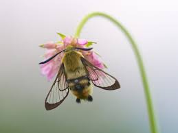 Attēlu rezultāti vaicājumam “Hemaris tityus”