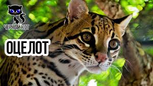 Image result for оцелот