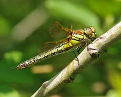 Attēlu rezultāti vaicājumam “Brachytron pratense”