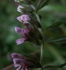 Attēlu rezultāti vaicājumam “Odontites vulgaris fruit”