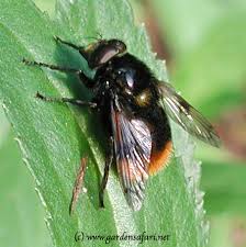 Attēlu rezultāti vaicājumam “Volucella bombylans”