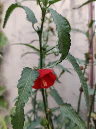 Attēlu rezultāti vaicājumam “Malvaceae”