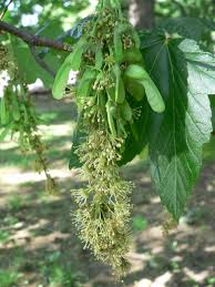 Attēlu rezultāti vaicājumam “Acer pseudoplatanus”