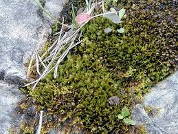 Attēlu rezultāti vaicājumam “Fissidens osmundoides”