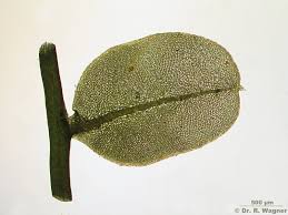 Attēlu rezultāti vaicājumam “Plagiomnium elatum”