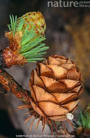 Attēlu rezultāti vaicājumam “Larix kaempferi female flower”