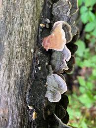 Attēlu rezultāti vaicājumam “Stereum fasciatum”