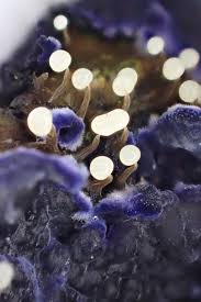 Attēlu rezultāti vaicājumam “Cribraria rubiginosa”