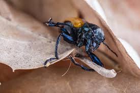 Attēlu rezultāti vaicājumam “Alleculidae”