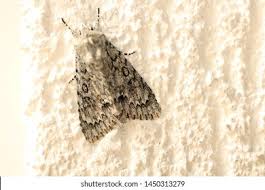 Attēlu rezultāti vaicājumam “Acronicta aceris”