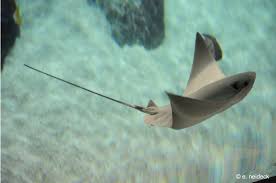 Image result for Rhinoptera bonasus