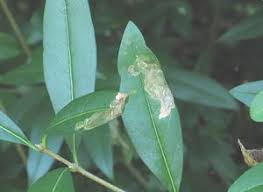 Attēlu rezultāti vaicājumam “Gracillaria syringella imago”