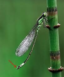 Attēlu rezultāti vaicājumam “Coenagrion armatum”