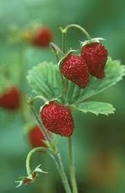 Attēlu rezultāti vaicājumam “Potentilla argentea fruit”