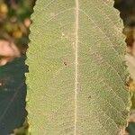 Attēlu rezultāti vaicājumam “Salix cinerea leaf”