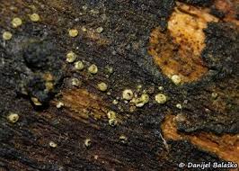 Attēlu rezultāti vaicājumam “Lasiosphaeria ovina spores”