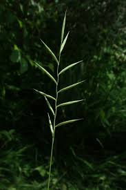 Attēlu rezultāti vaicājumam “Brachypodium pinnatum”