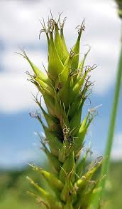 Attēlu rezultāti vaicājumam “Carex atherodes”
