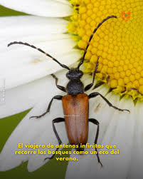 Attēlu rezultāti vaicājumam “Paracorymbia maculicornis”