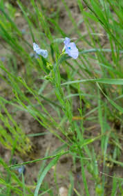 Attēlu rezultāti vaicājumam “Linum usitatissimum leaf”