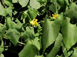 Attēlu rezultāti vaicājumam “Thladiantha dubia”