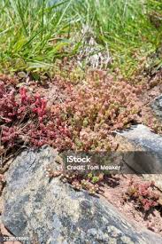 Attēlu rezultāti vaicājumam “Sedum album bud”