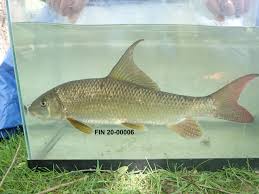 Image result for Moxostoma duquesnei