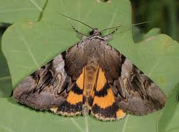 Attēlu rezultāti vaicājumam “Catocala fulminea”