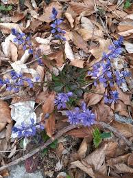 Attēlu rezultāti vaicājumam “Polygala amarella flower”