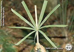 Attēlu rezultāti vaicājumam “Licea pusilla macro”