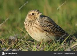 Image result for Alauda arvensis