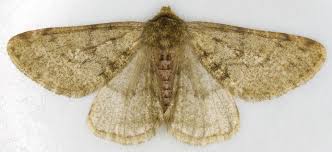 Attēlu rezultāti vaicājumam “Phigalia pilosaria”