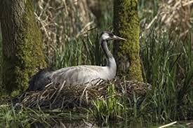 Attēlu rezultāti vaicājumam “Grus grus nest”