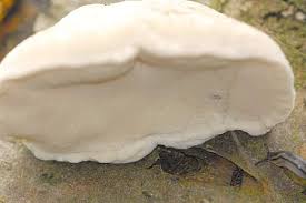 Attēlu rezultāti vaicājumam “Tyromyces chioneus”