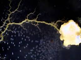 Attēlu rezultāti vaicājumam “Physarum daamsii spores”