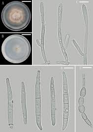 Attēlu rezultāti vaicājumam “Nectria sp., Neonectria sp.”