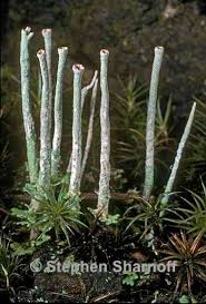 Attēlu rezultāti vaicājumam “Cladonia ochrochlora”
