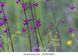 Attēlu rezultāti vaicājumam “Silene viscaria leaf”