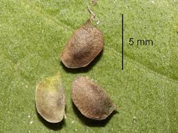 Attēlu rezultāti vaicājumam “Anthyllis vulneraria”