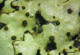 Attēlu rezultāti vaicājumam “Lichenoconium xanthoriae”