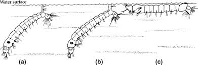 Attēlu rezultāti vaicājumam “Cystiphora sanguinea larva”