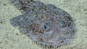Image result for Lophius americanus