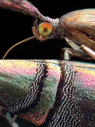 Attēlu rezultāti vaicājumam “Thecabius affinis imago”