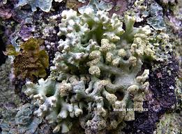 Attēlu rezultāti vaicājumam “Hypogymnia tubulosa”