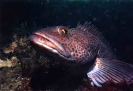 Image result for Ophiodon elongatus